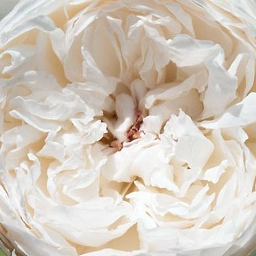 Rosa Auslevel - rosa de fragancia muy intensa - Árbol de Rosas Floribunda - rosal de pie alto - blanco - David Austin- forma de corona tupida - Rosal de árbol con multitud de flores que se abren en grupos no muy densos.